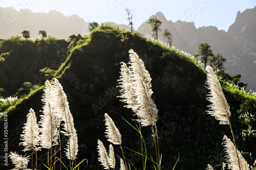 Sugar cane plants in the interior of the Island Santo Antao, Cape Verde photo