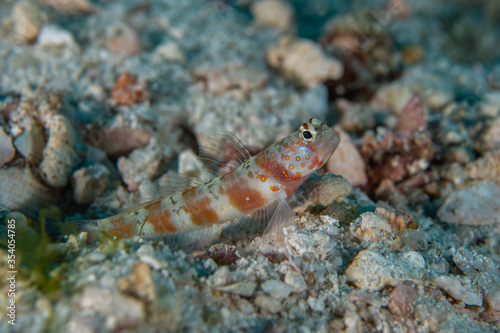 Wide barred shrimpgoby  Amblyeleotris latifasciata in a tropical Andaman sea