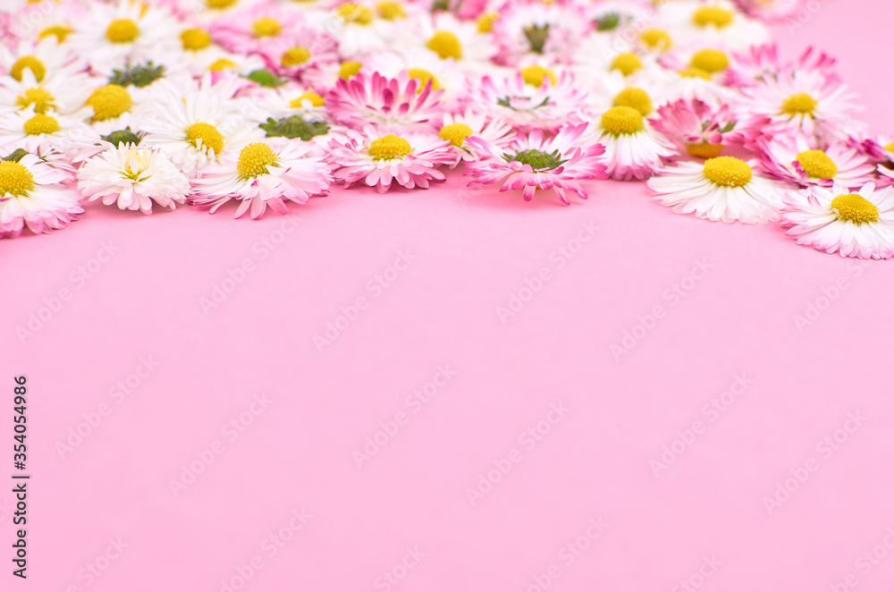 Spring chamomile flowers border on pink background