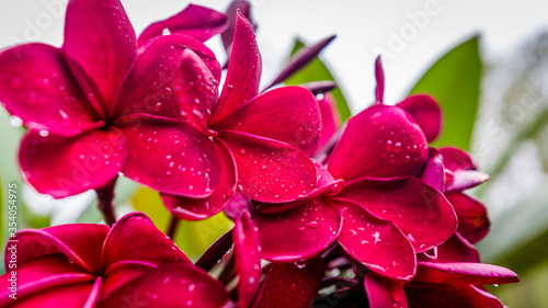 Canvas Print Orchids at Kuala Lumpur, Malaysia