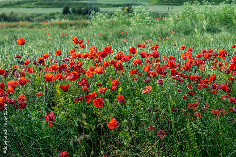 Campo de amapolas rojas en un campo de cultivo.