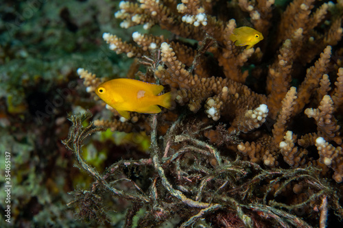 Yellow/lemon damselfish (Amblyglyphidodon aureus) among the coral branches in a tropical reef photo