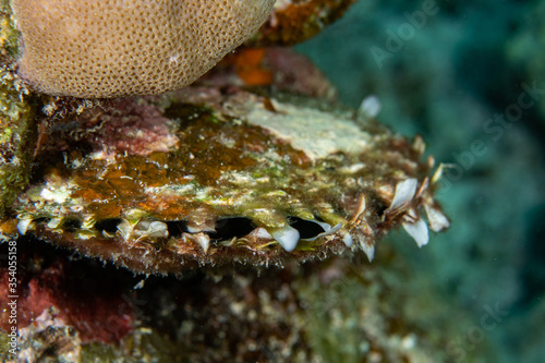 Thorny oyster (Spondylus sp) on the coral reef in Thailand