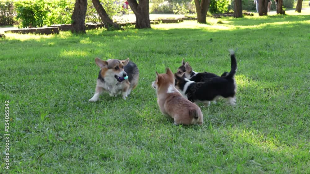 Corgi puppies with their mother on a walk at sunset Corgi puppies with their mother on a walk at sunset