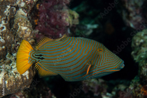 Orange-striped Triggerfish, Balistapus undulatus in a tropical coral reef
