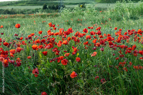 Campo de amapolas rojas en un campo de cultivo.