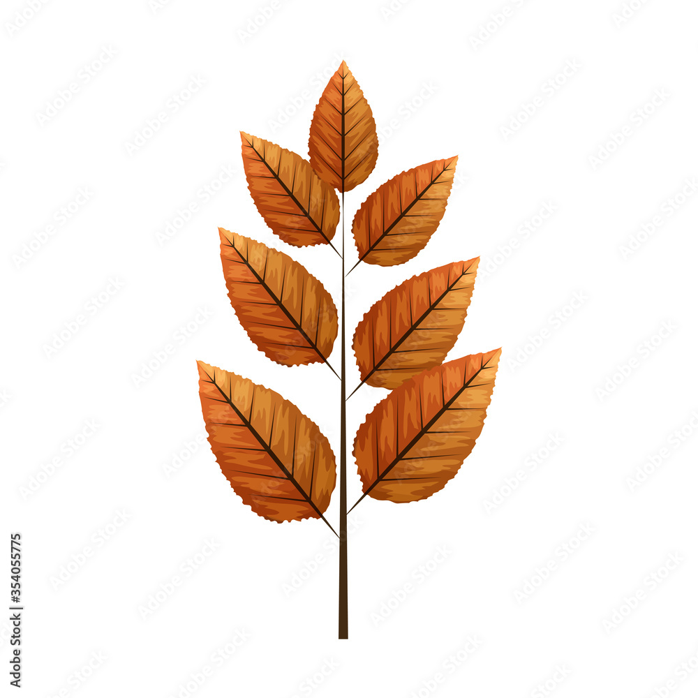 autumn leaf rowan or fall foliage on white background vector illustration design autumn leaf rowan or fall foliage on white background vector illustration design