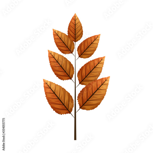 autumn leaf rowan or fall foliage on white background vector illustration design