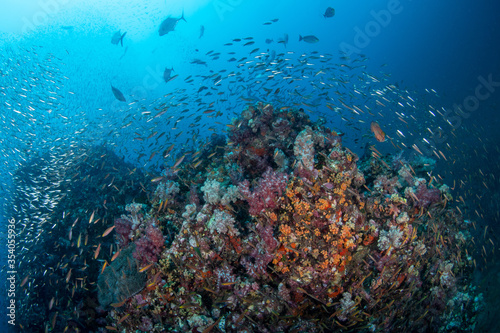 Colourful coral reef and shoal of fish in a tropical sea of Andaman sea