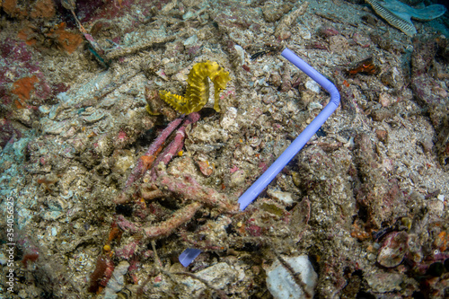 Plastic pollution in Ocean problem. Sea horse lving in a polluted tropical coral reef.  photo