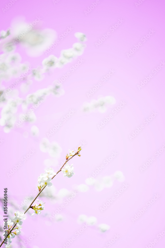 cherry blossom in spring on pink background