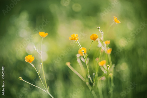 In the meadow  yellow Buttercup flowers grow on thin stalks  illuminated by warm sunlight.