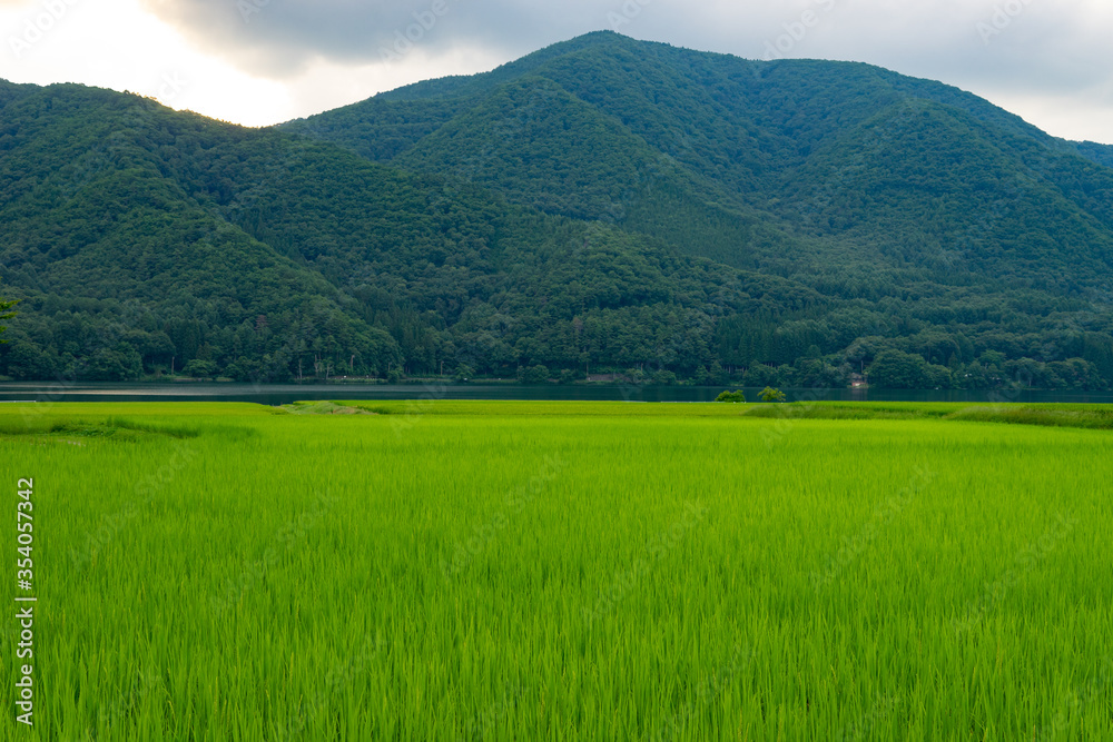 稲と湖の田園風景