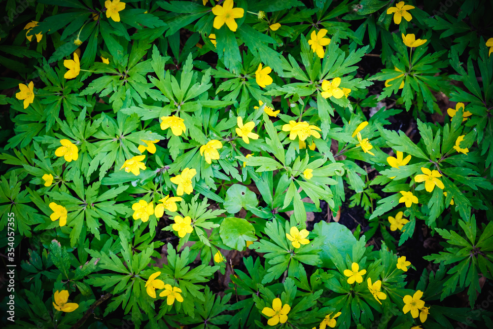 Fototapeta premium Spring green grass texture with flowers