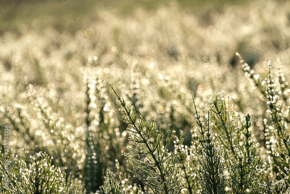 Fototapeta premium Raindrops on young green field horsetail and white glittering bokeh .