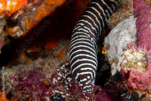 Zebra moray eel, Gymnomuraena zebra living in a tropical coral reef of Similan Islands Thailand.  photo