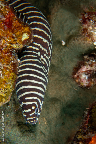 Zebra moray eel, Gymnomuraena zebra living in a tropical coral reef of Similan Islands Thailand. 