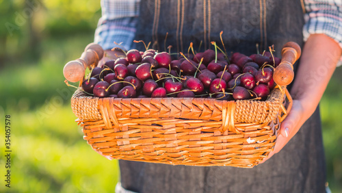 Billede på lærred Farmer holds a basket of cherries