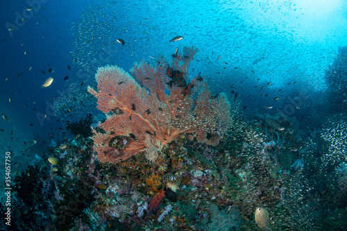 Gorgonian sea fan surrounded by a shoal of Glassfish