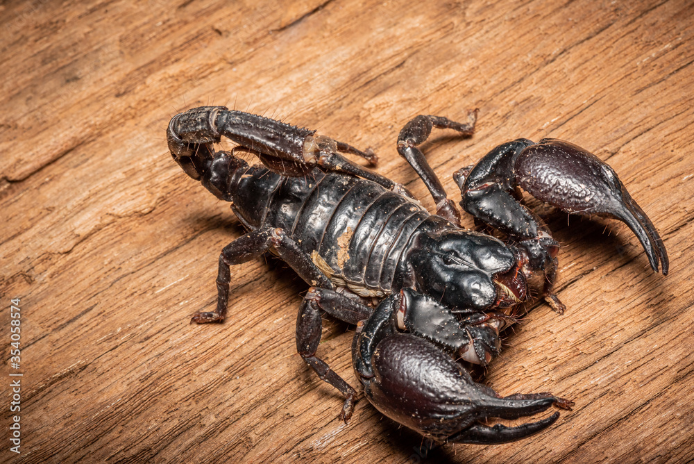 Emperor scorpion, Heterometrus laoticus on wooden background Emperor scorpion, Heterometrus laoticus on wooden background