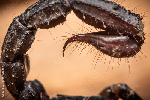 Close up picture of emperor scorpion's stinger, Heterometrus laoticus on wooden background