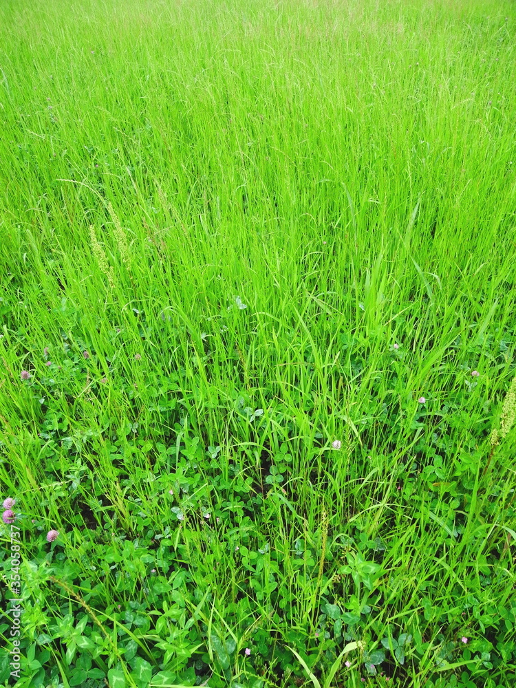 緑肥茂る初夏の畑 緑肥茂る初夏の畑