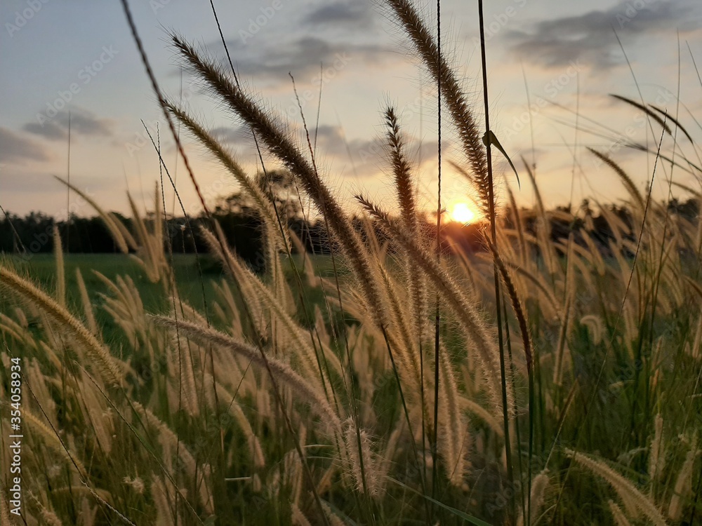 Obraz premium reeds at sunset