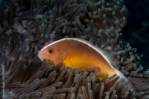 Nosestripe anemonefish, Amphiprion akallopisos swimming among the tentacles of its anemone home. photo