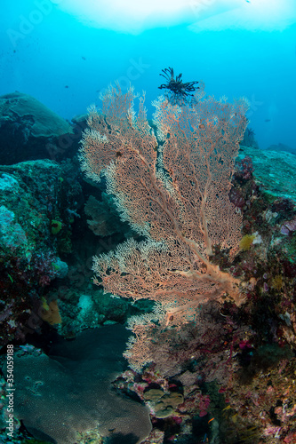 Feather stars resting on huge Gorgonian Sea Fan on a tropical coral reef in Andaman sea
