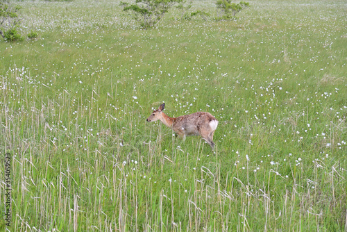 Deer to walk the marsh