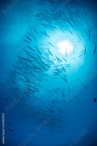 School of Chevron Barracuda, Sphyraena Putnamiae in a tropical blue waters of Andaman sea © Krzysztof Bargiel