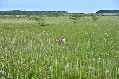 Deer to walk the marsh photo