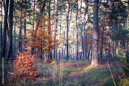 Sous bois en automne et arbres rouges