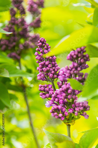 beautiful lilac flowers rich bright color and green leaves