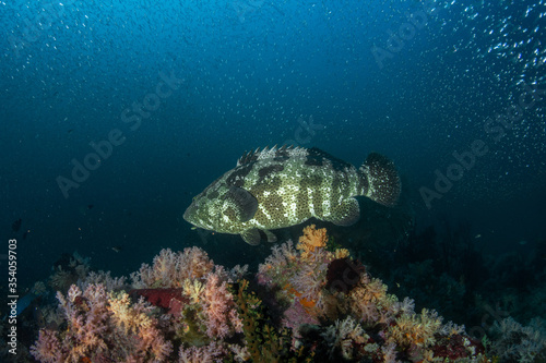 Brown-marbled Grouper (Epinephelus fuscoguttatus) swimming above the coral garden among myriad of small fishes in the Andaman Sea. photo