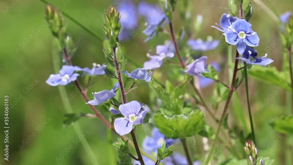 Blue flowers of Veronica chamaedrys in the wind, floral background. Forest glade with green grass in summer, beauty of nature Blue flowers of Veronica chamaedrys in the wind, floral background. Forest glade with green grass in summer, beauty of nature