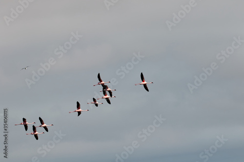 Flamingos flying in the sky in Namibia