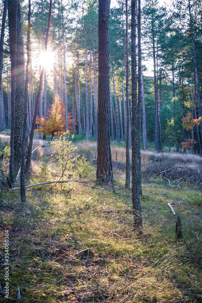 Obraz premium Soleil dans la forêt et arbre aux couleurs d'automne