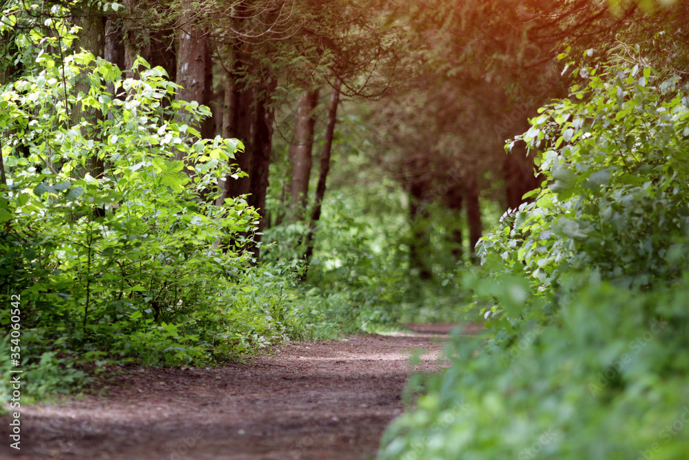 Obraz premium Trail path in green forest park, tourism and hiking trips outdoors