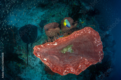 Top view on Blotched fantail ray, Taeniura meyeni in tropical deep blue water of Andaman sea swimming close to huge Barrel sponge coral.  photo