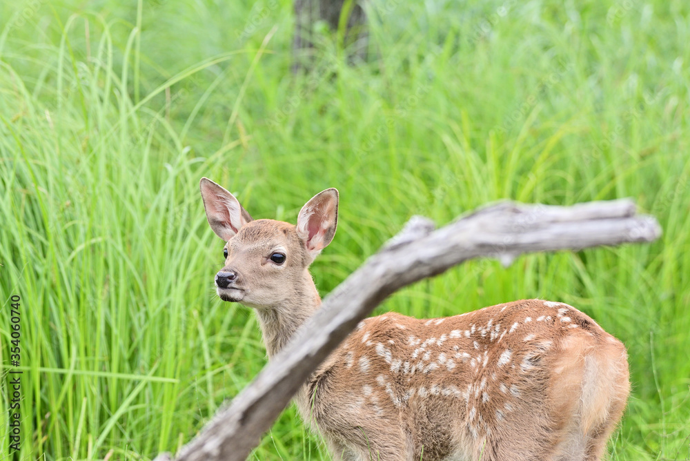 Fawn of Cervus hortulorum