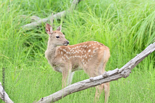 Fawn of Cervus hortulorum photo