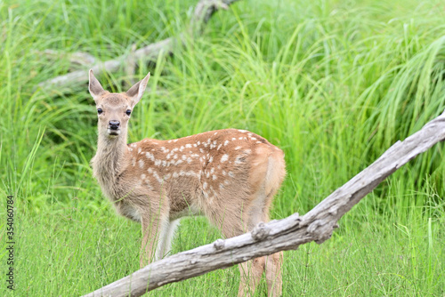 Fawn of Cervus hortulorum photo