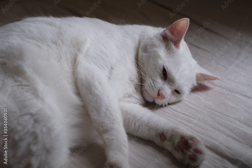 close up one pure white cat resting on bed. blur background