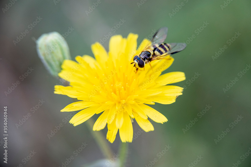 Wasp on a pretty flower with yellow poppy-shaped petals on which the plant pollinates Wasp on a pretty flower with yellow poppy-shaped petals on which the plant pollinates