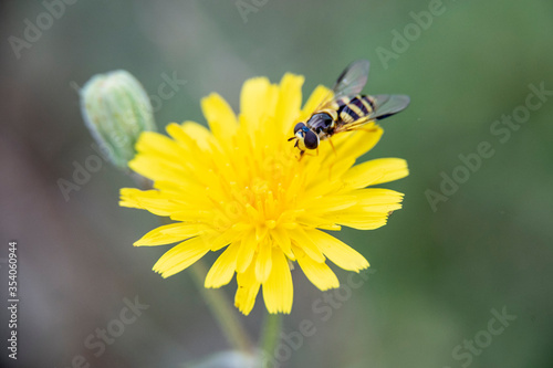 Wasp on a pretty flower with yellow poppy-shaped petals on which the plant pollinates