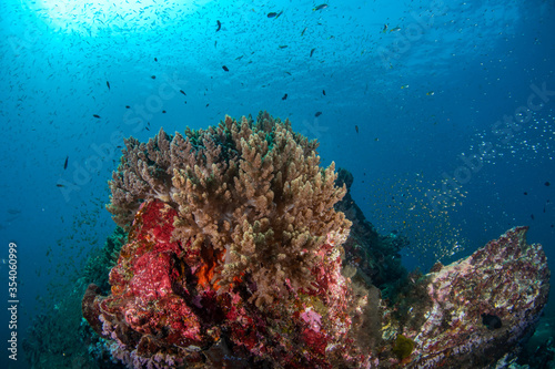 Fototapeta Naklejka Na Ścianę i Meble -  Colourful coral reef and shoal of fish in a tropical sea of Andaman sea