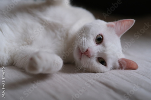 close up one pure white cat lying on the side in bed, looking at camera. blur background