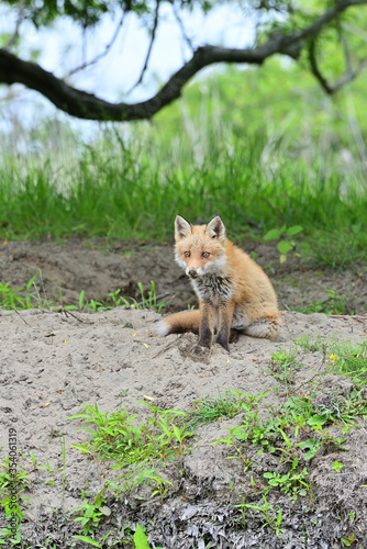 Ezo red fox © Minoru Maeda
