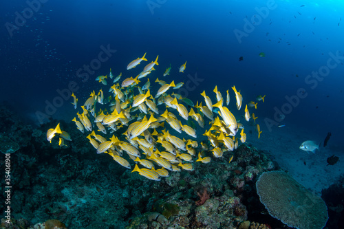 A mixed school of yellowfin goatfishes (Mulloidichthys vanicolensis) and Blue-striped Snapper (Lutjanus kasmira) in clear waters of Andaman Sea, Thailand  photo